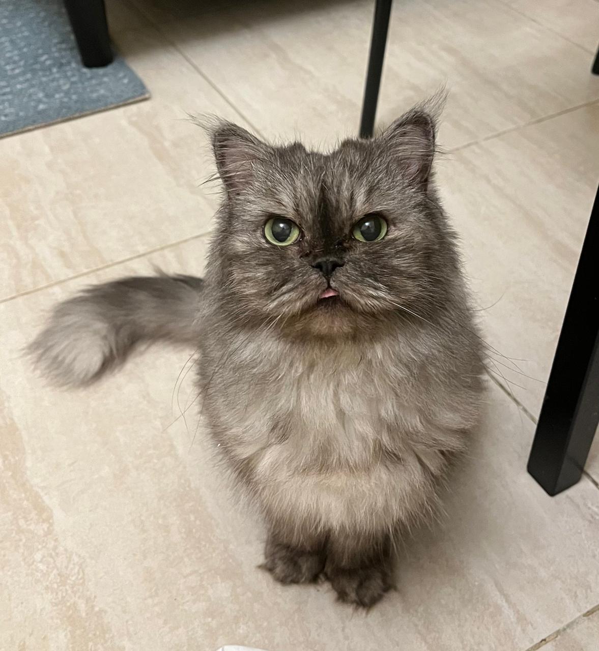 Juliet the Cat